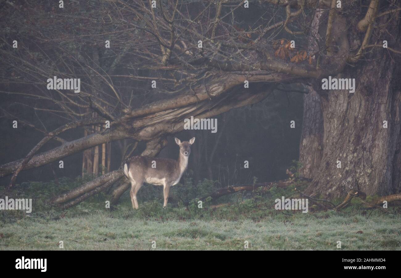 fallow deer doe taken at Knepp Castle West Sussex in autumn framed by fallen branch Stock Photo