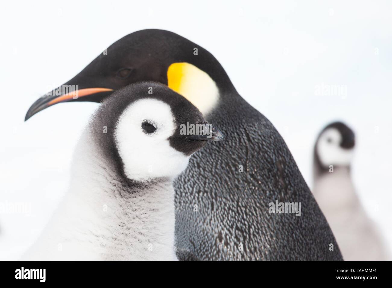 Emperor penguins at snow hill, Antarctica Stock Photo