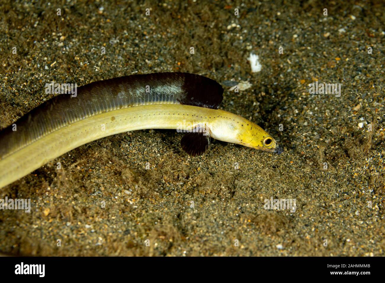 Longfin snake eel, Pisodonophis cancrivorus, is an eel in the family Ophichthidae worm/snake eels Stock Photo
