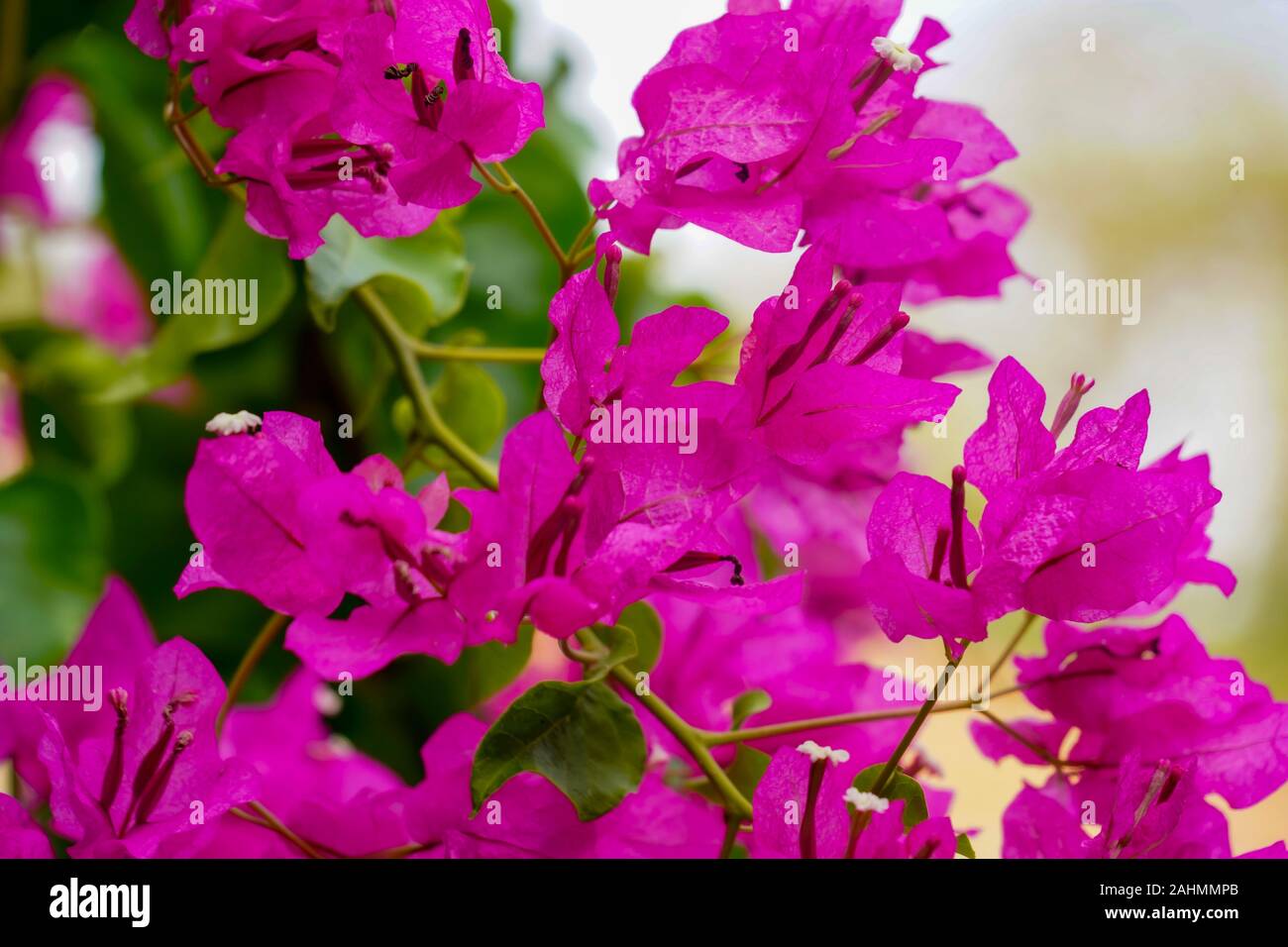 Pink flowers of a Bougainvillea bush close up On the Greek Island of Cephalonia, Ionian Sea, Greece Stock Photo