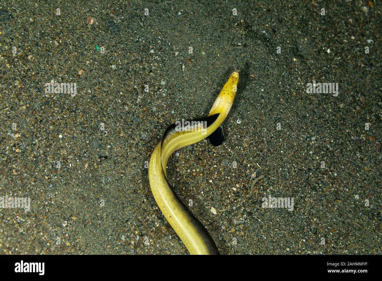Longfin snake eel hires stock photography and images Alamy