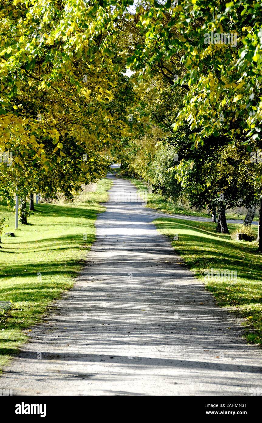 A walking path in a park surrounded by big trees Stock Photo