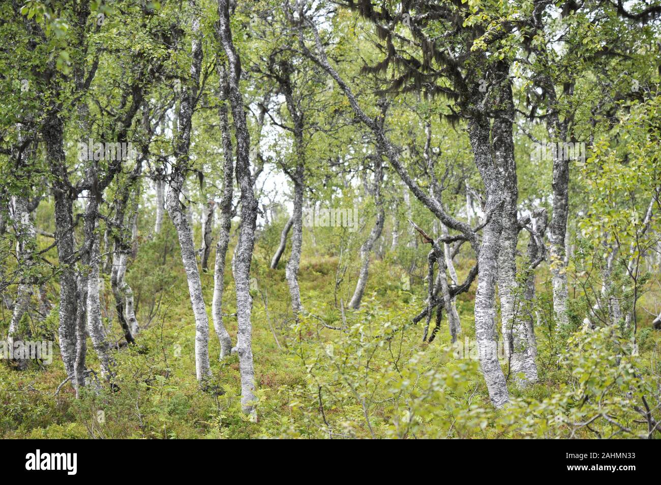 Forest with crooked mountain birch trees Stock Photo