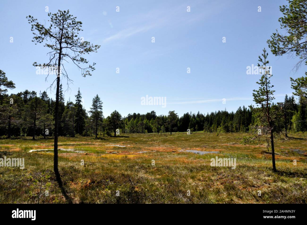 Marshland and forest landscape in wilderness Stock Photo