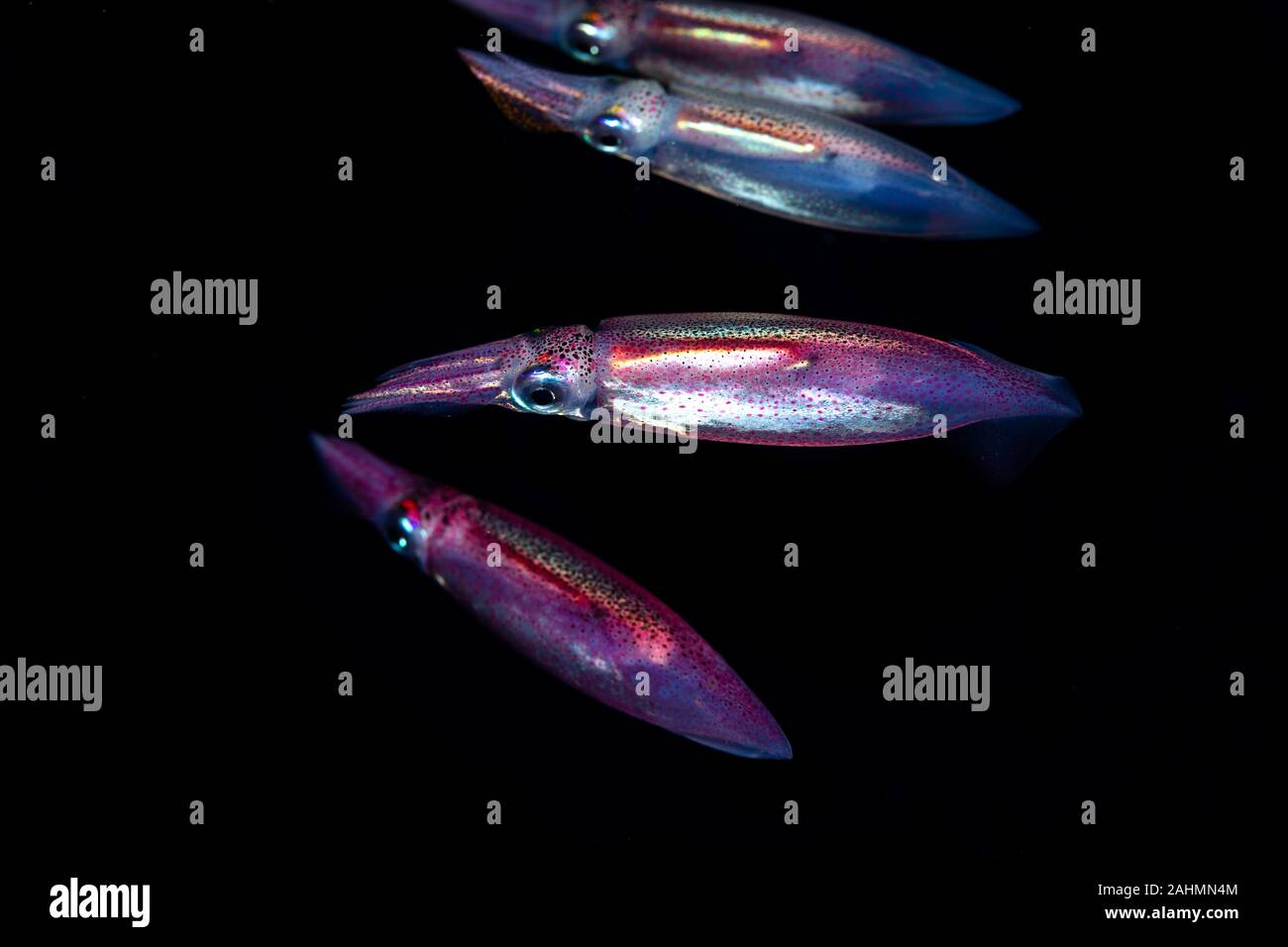 Neon flying squid, sometimes called the red flying squid, akaika, and red  squid, Ommastrephes bartramii Stock Photo - Alamy