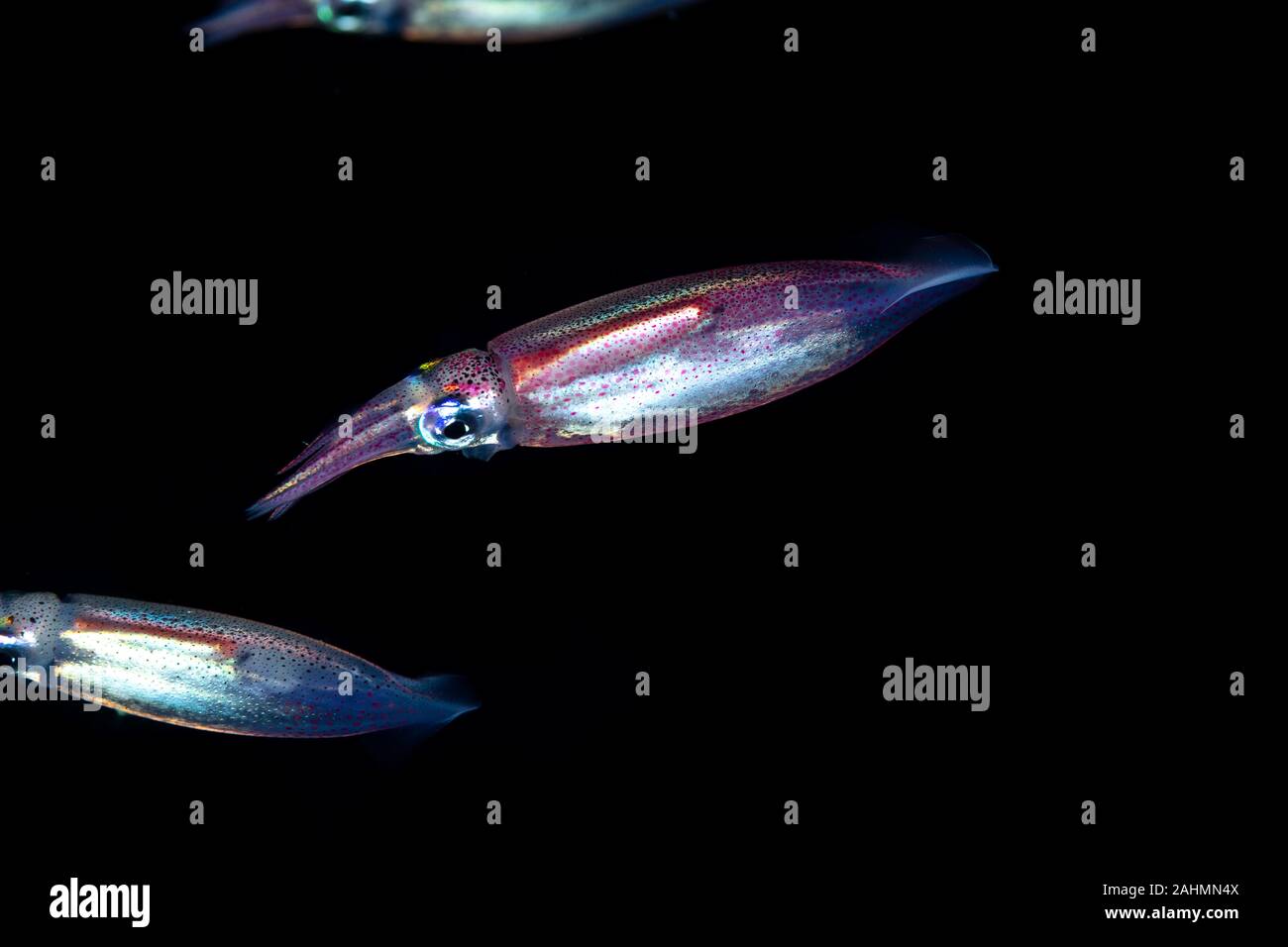 Neon flying squid, sometimes called the red flying squid, akaika, and red  squid, Ommastrephes bartramii Stock Photo - Alamy