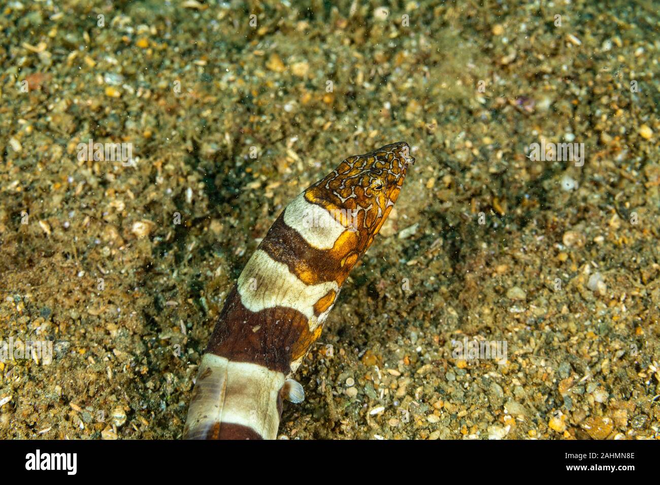 Napoleon snake eel, Ophichthus bonaparti, also known as the Napoleon
