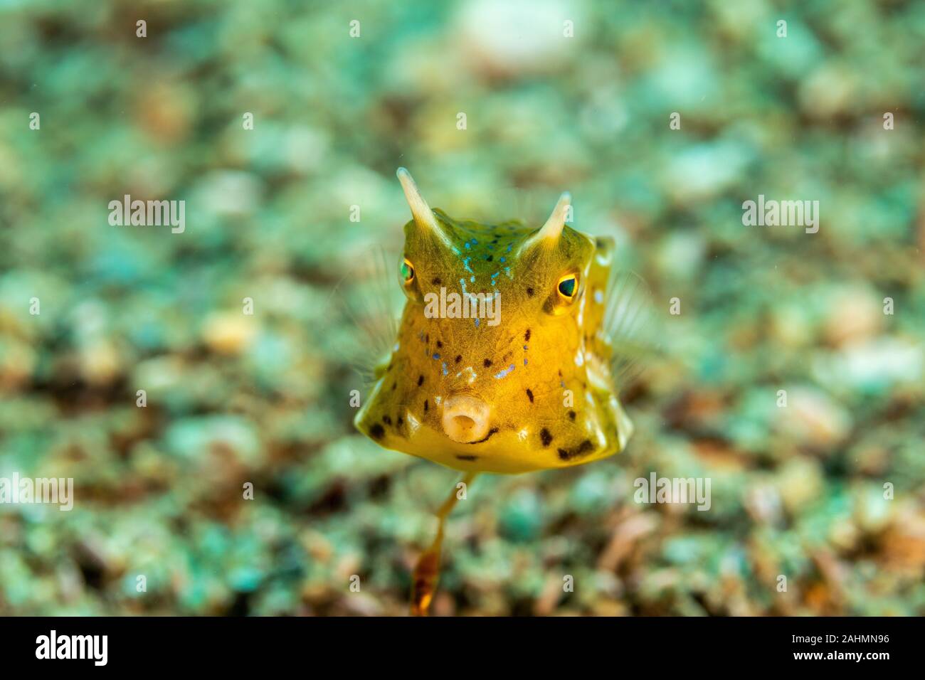 Longhorn cowfish, Lactoria cornuta, also called the horned boxfish, is a variety of boxfish from the family Ostraciidae Stock Photo