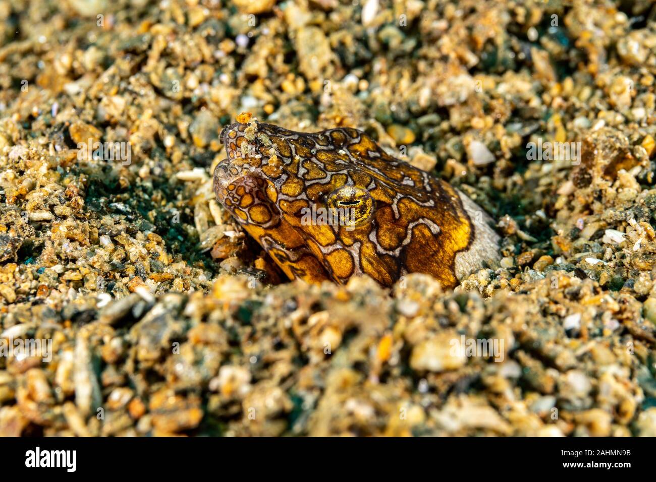 Napoleon snake eel, Ophichthus bonaparti, also known as the Napoleon