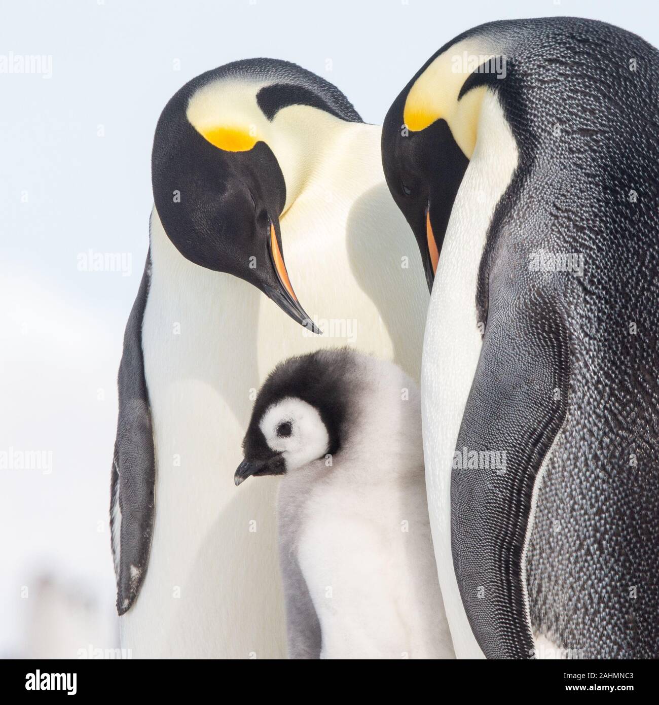 Emperor penguins at snow hill, Antarctica Stock Photo