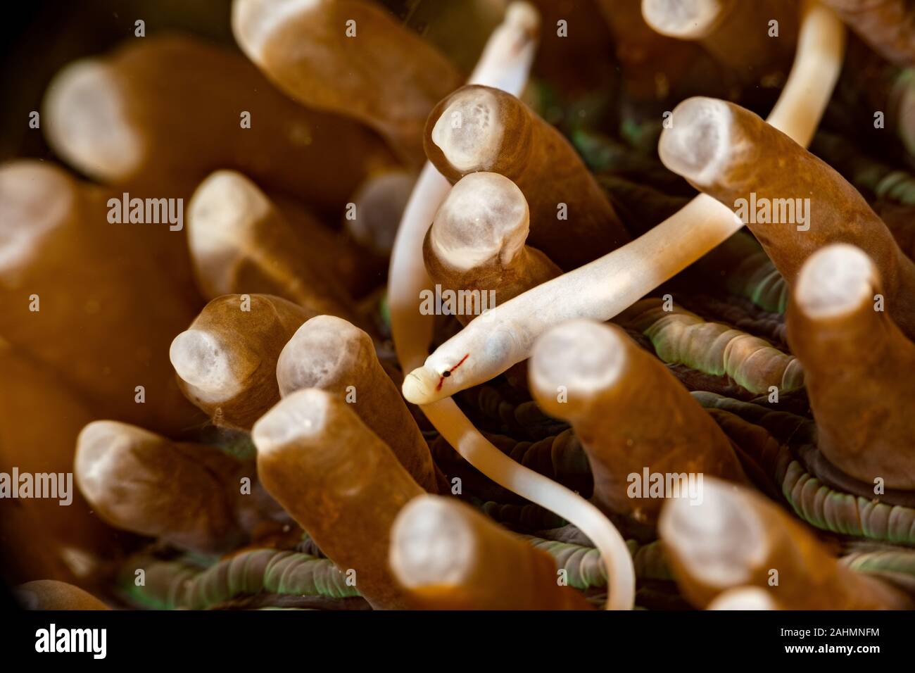 Mushroom Coral Pipefish, White Pipefish, Siokunichthys nigrolineatus Stock Photo