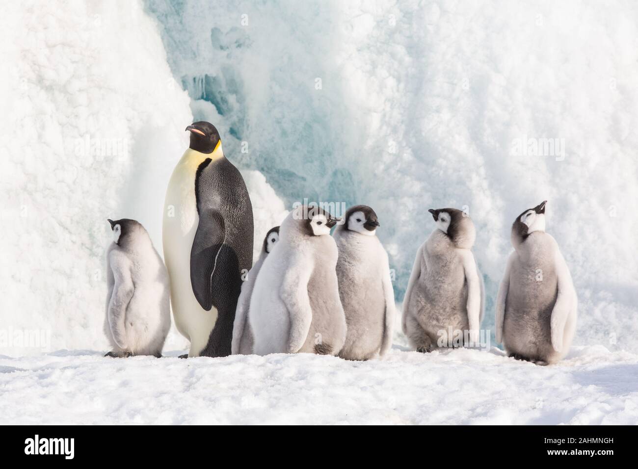 Emperor penguins at snow hill, Antarctica Stock Photo