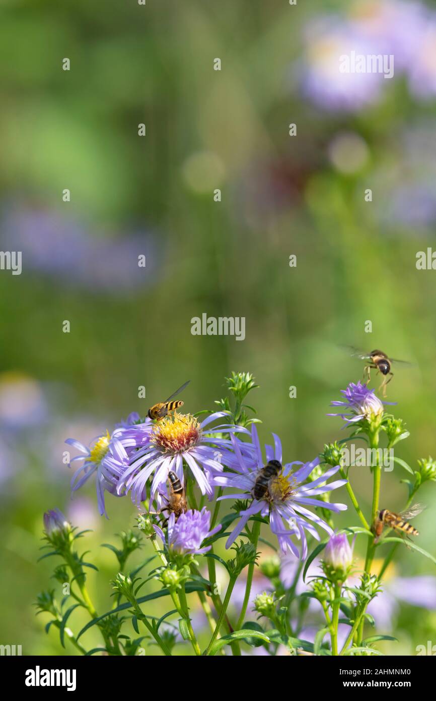 Several Hoverflies Gather on a Michaelmas Daisy (Symphyotrichum Novi-Belgii) in Summer Sunshine Stock Photo
