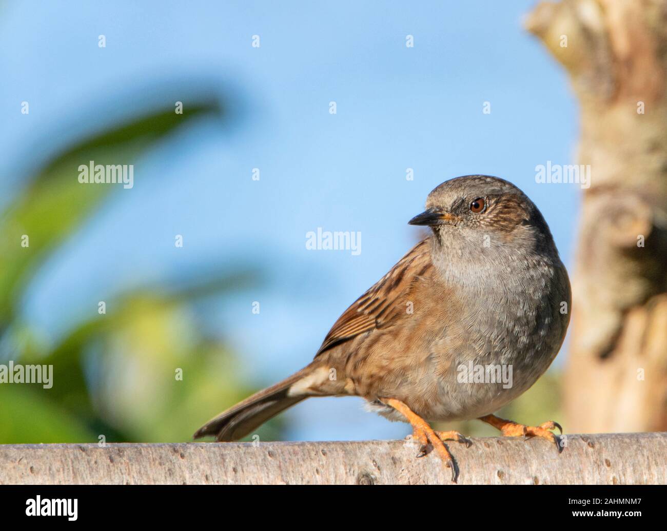 Prunella modularis, Dunnock, small brown bird, perched on a Branch in a UK garden, January 2020 Stock Photo