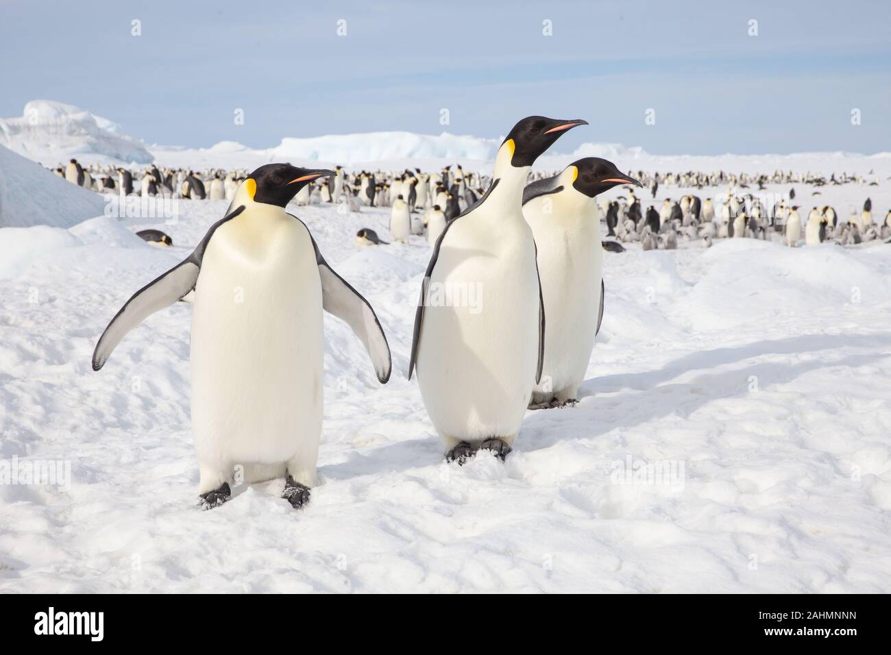 Emperor penguins at snow hill, Antarctica Stock Photo