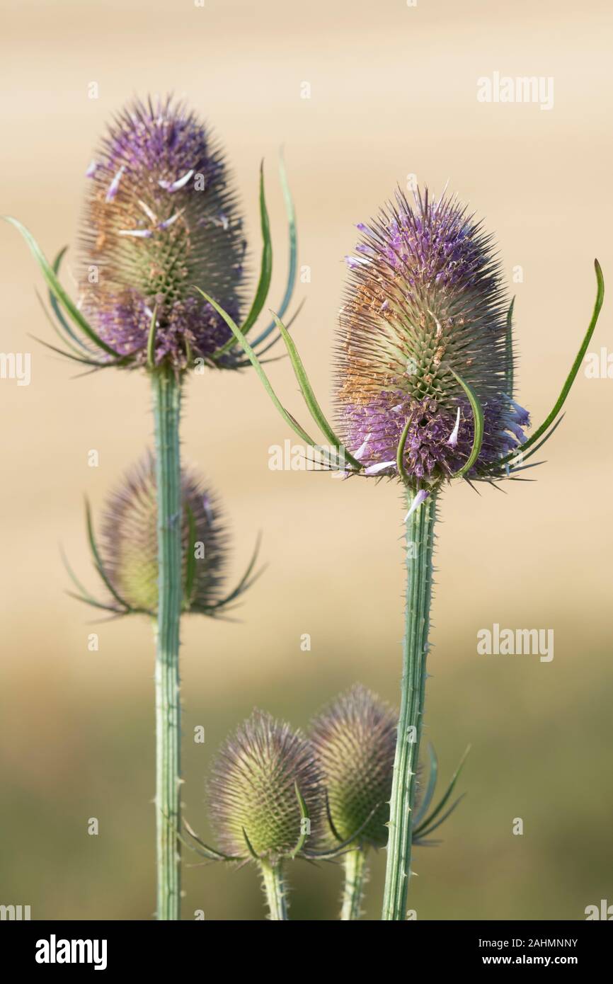 Several Heads of Wild Teasel (Dipsacus Fullonum) in Early Morning Sunshine Against a Pale Background Stock Photo