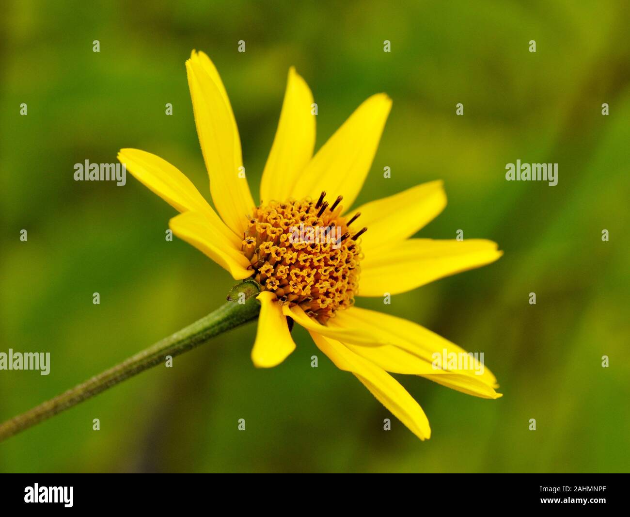 Yellow Ox eye Heliopsis helianthoides daisy flower Stock Photo