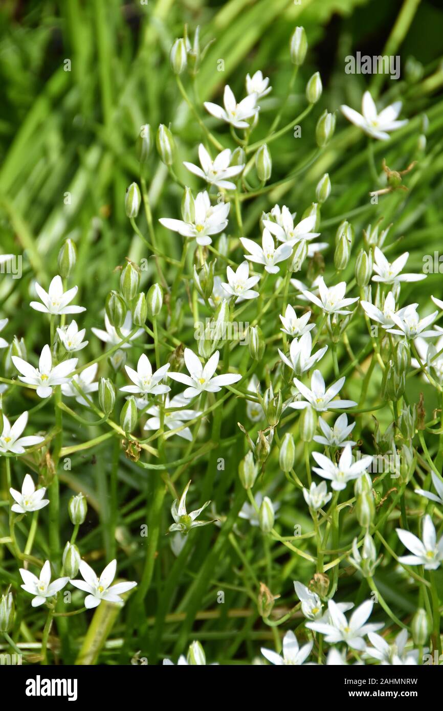Starshaped white star-of-betlehem flowers in a garden Stock Photo