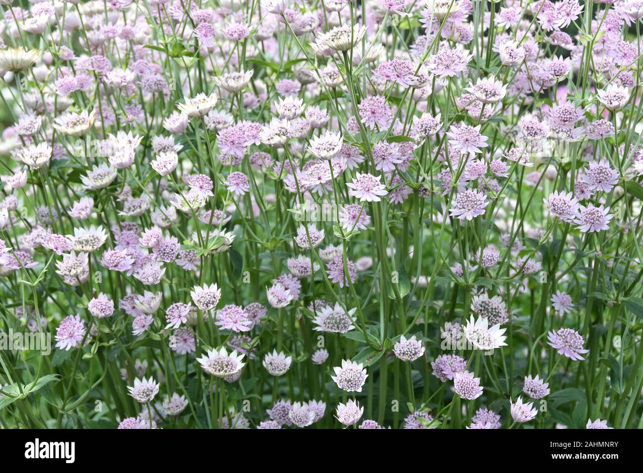 Big group of Great masterwort Astrantia major flowering in a garden Stock Photo