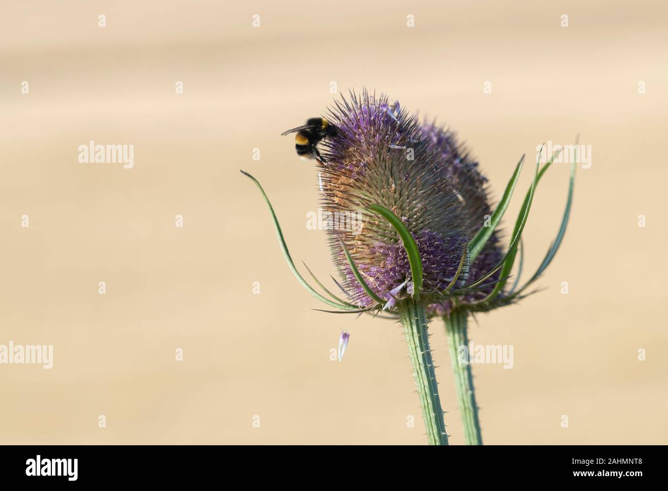 A Buff-tailed Bumblebee (Bombus Terrestris) Feeds on a Wild Teasel Flower (Dipsacus Fullonum) in Summer Sunshine Stock Photo