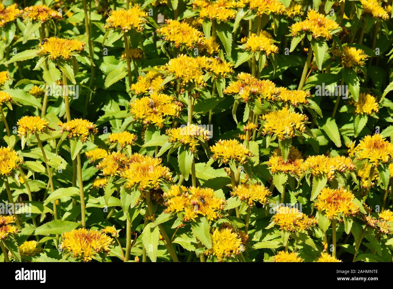 Field of flowering bright yellow Aizoon Stonecrop in a garden Stock Photo