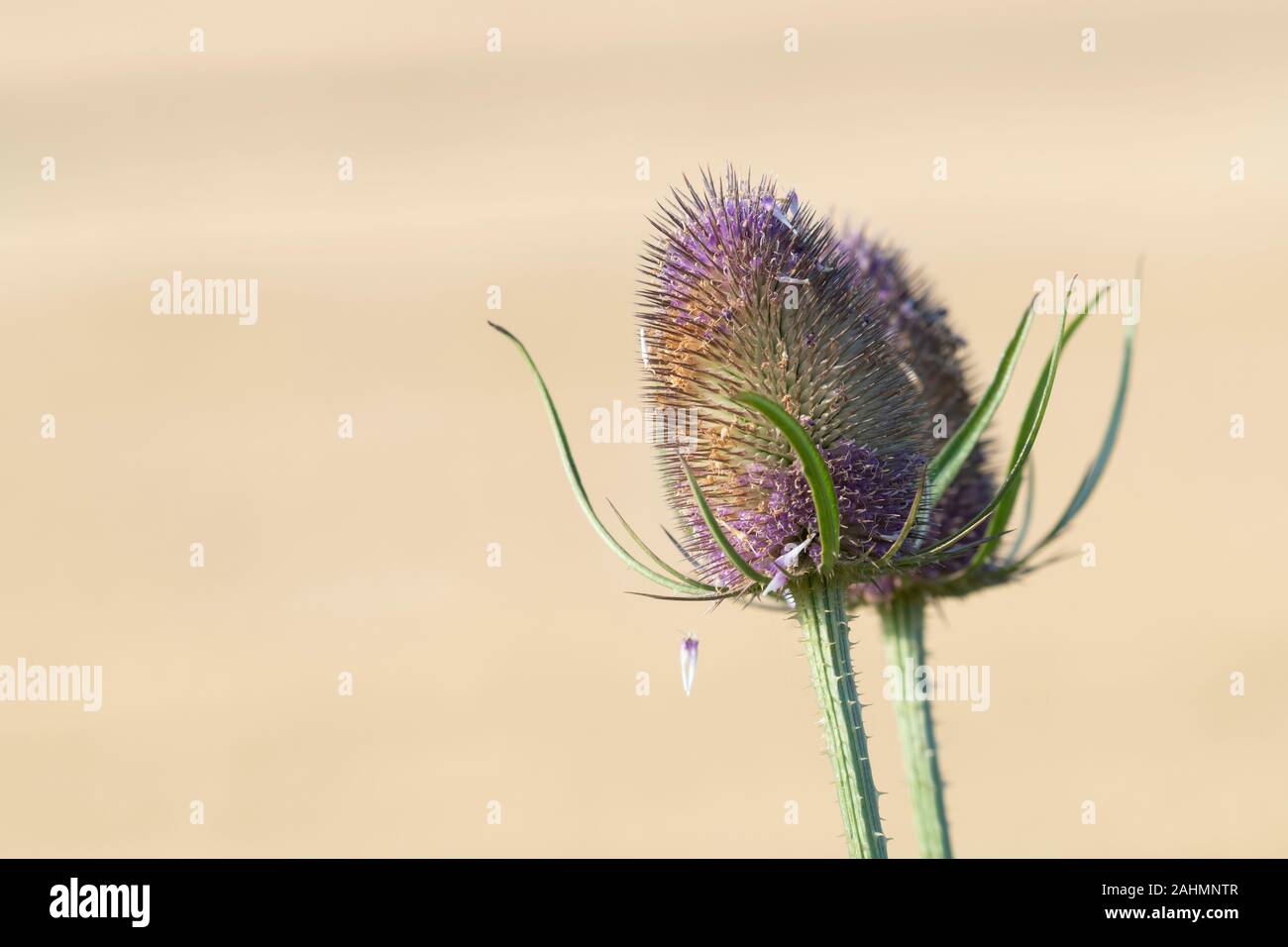 Two Heads of Wild Teasel (Dipsacus Fullonum) in Summer Sunshine Against a Light Background Stock Photo