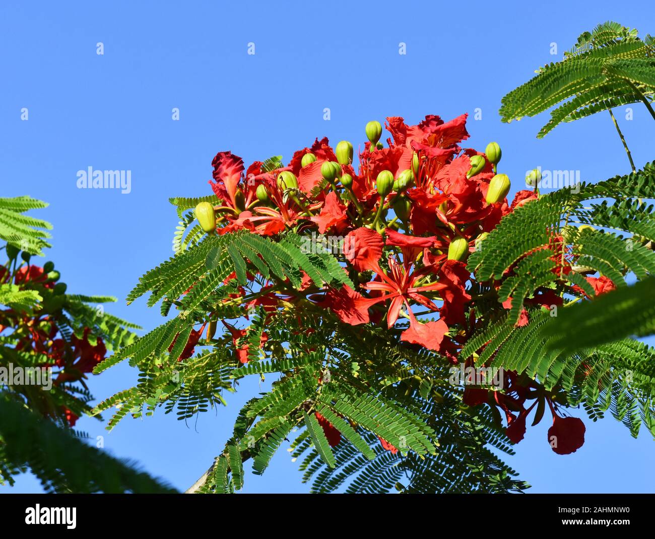 Flamboyant Tree High Resolution Stock Photography And Images Alamy