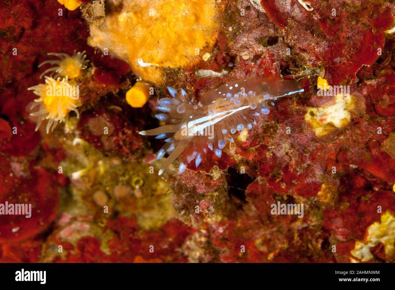 Nudibranch, Janolus cristatus, crested aeolis Stock Photo