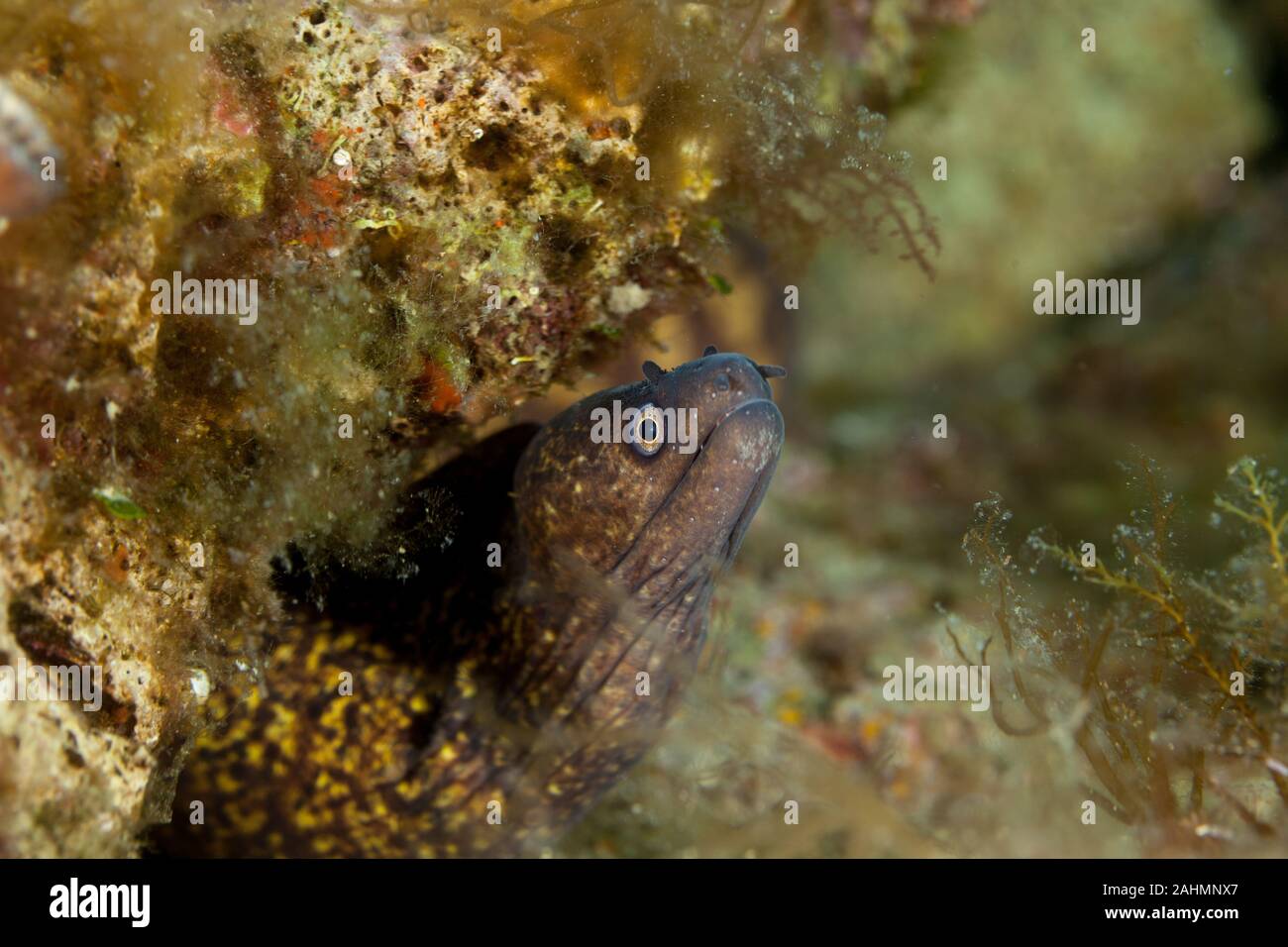 Mediterranean moray, Roman eel, Muraena helena Stock Photo Alamy