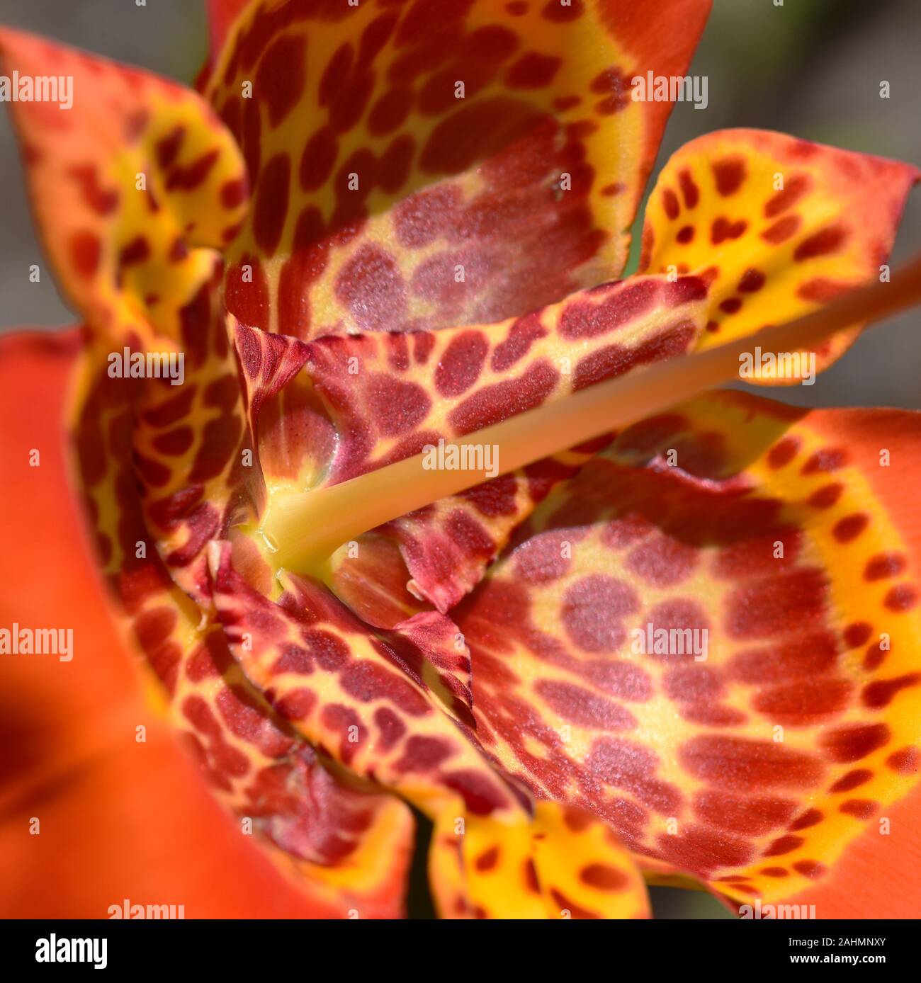 Orange spotted jockey's cap lily Tigridia pavonia flower Stock Photo
