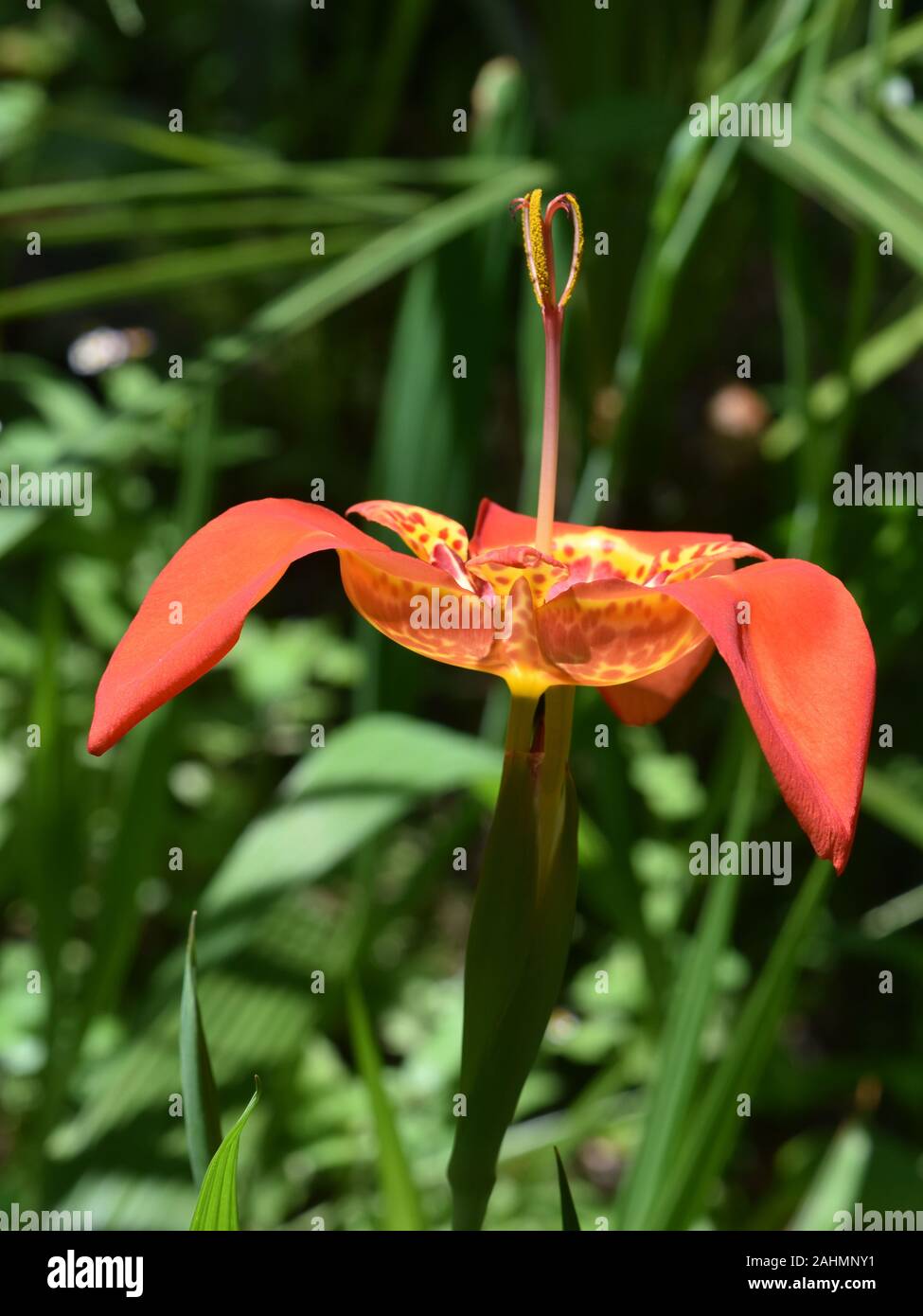 Orange spotted jockey's cap lily Tigridia pavonia flower Stock Photo