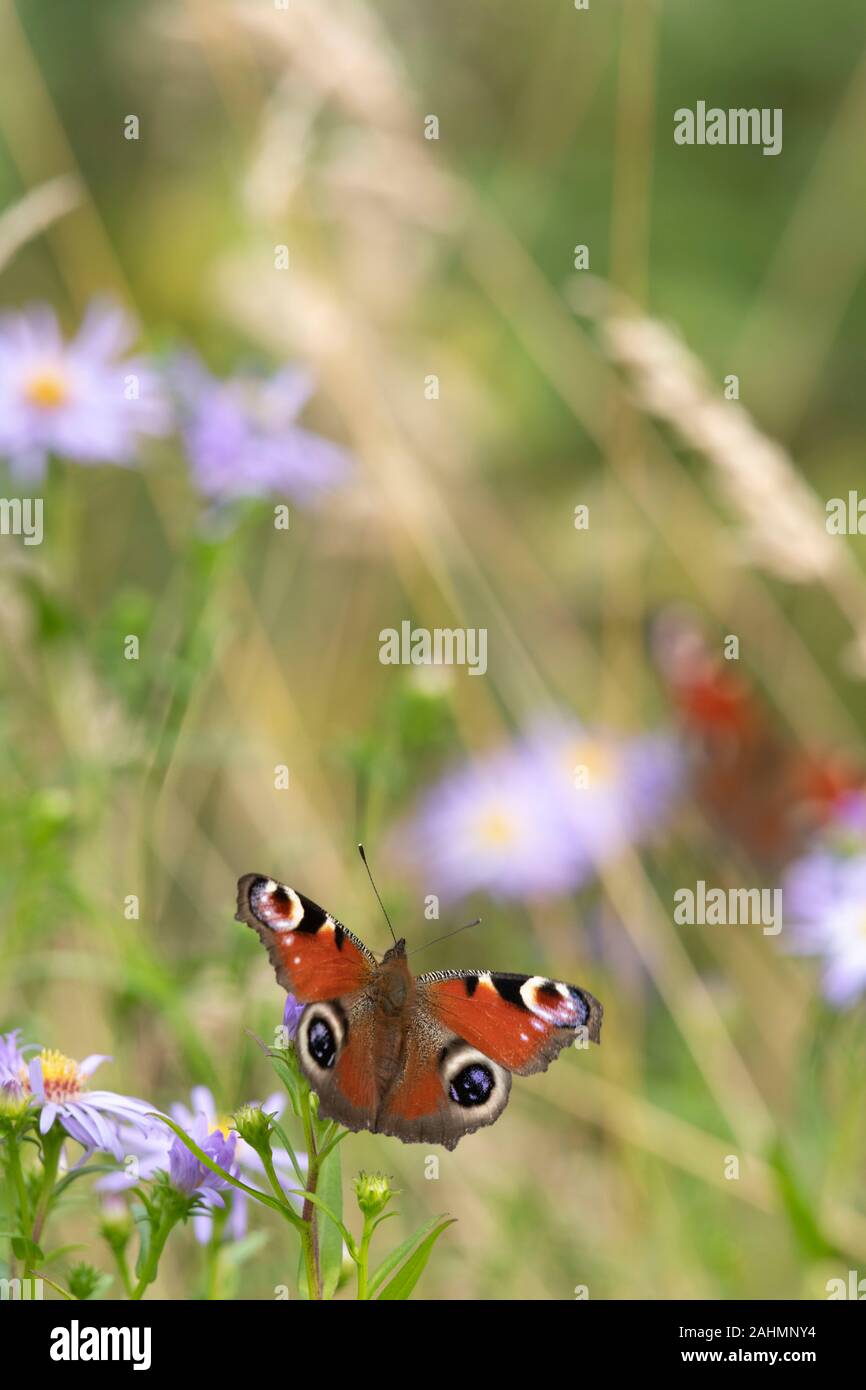 A Peacock Butterfly (Aglais Io) Basking on a Michaelmas Daisy (Symphyotrichum Novi-Belgii) with a Second Butterfly Visible on an Adjacent Flower Stock Photo