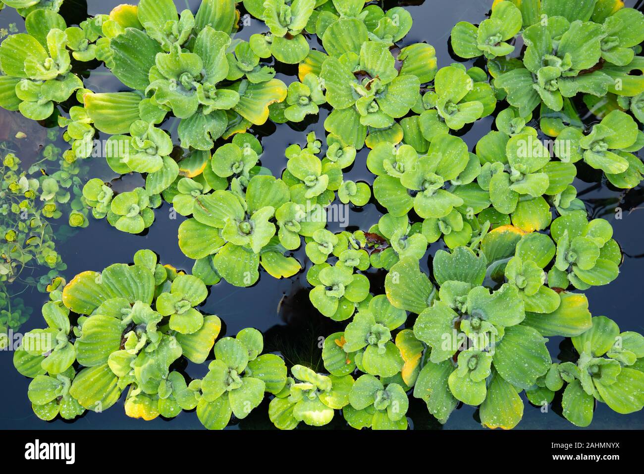 Aquatic plant called water lettuce or water cabbage Pistia ...