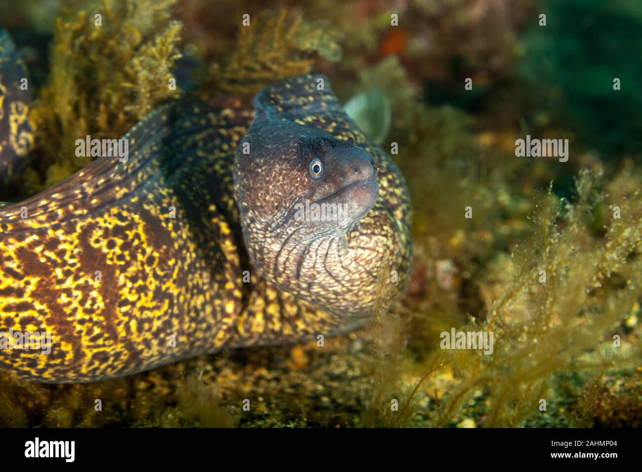 Mediterranean moray, Roman eel, Muraena helena Stock Photo Alamy