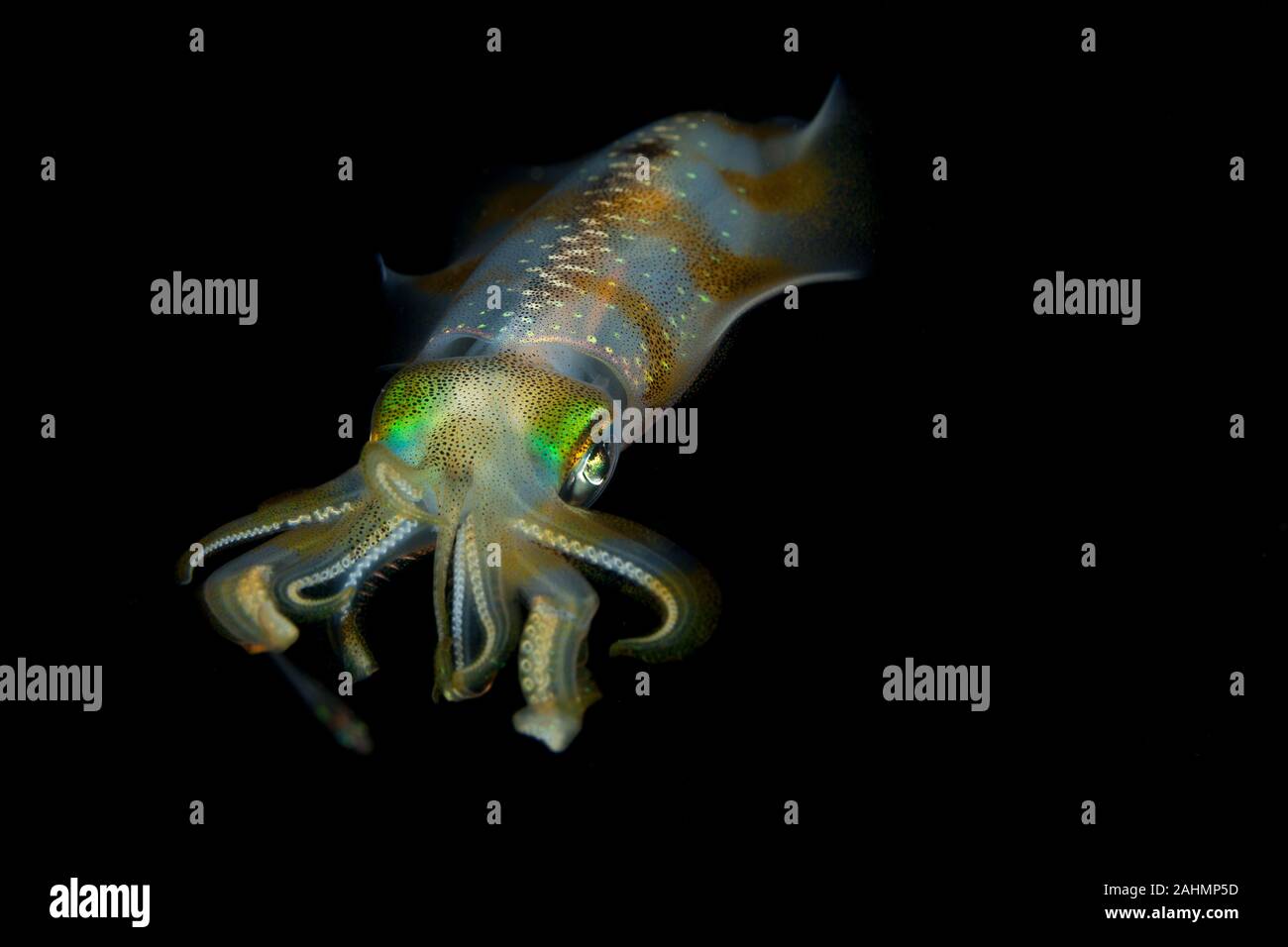 Bigfin reef squid, Sepioteuthis lessoniana Stock Photo