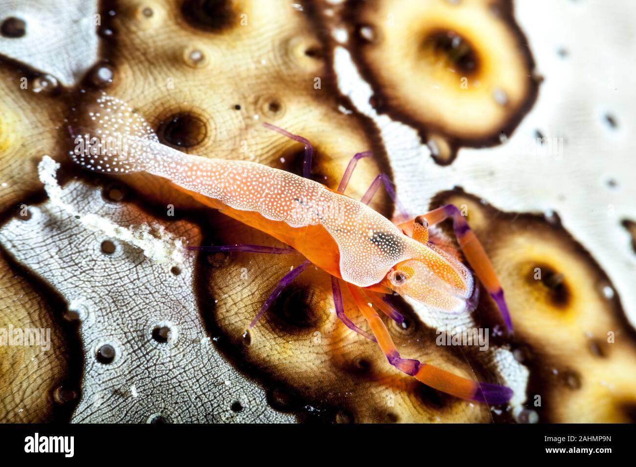 Emperor shrimp, Periclimenes imperator Stock Photo