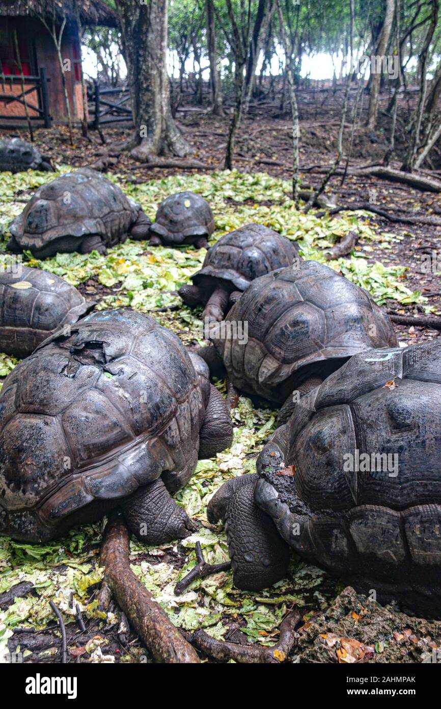 the-aldabra-giant-tortoise-aldabrachelys-gigantea-on-prison-island
