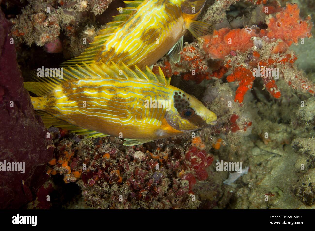 Masked spinefoot, Siganus puellus, also known as decorated rabbitfish or masked rabbitfish Stock Photo