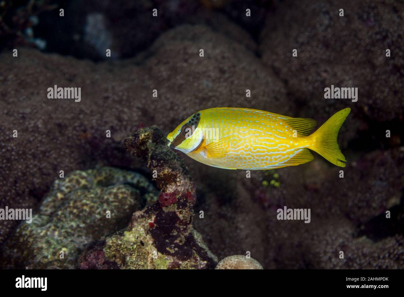 Masked spinefoot, Siganus puellus, also known as decorated rabbitfish or masked rabbitfish Stock Photo