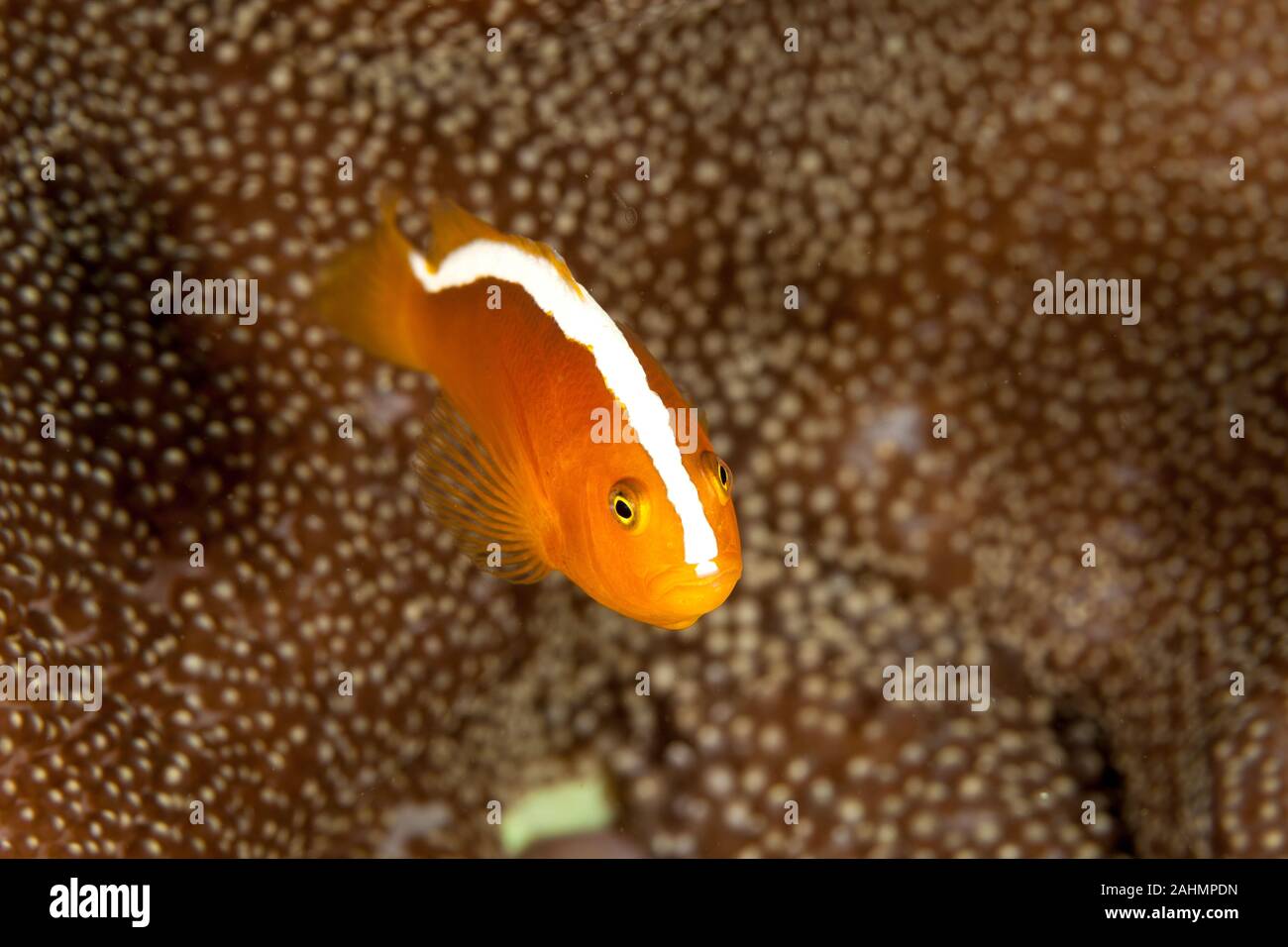 Orange skunk clownfish, Amphiprion sandaracinos Stock Photo