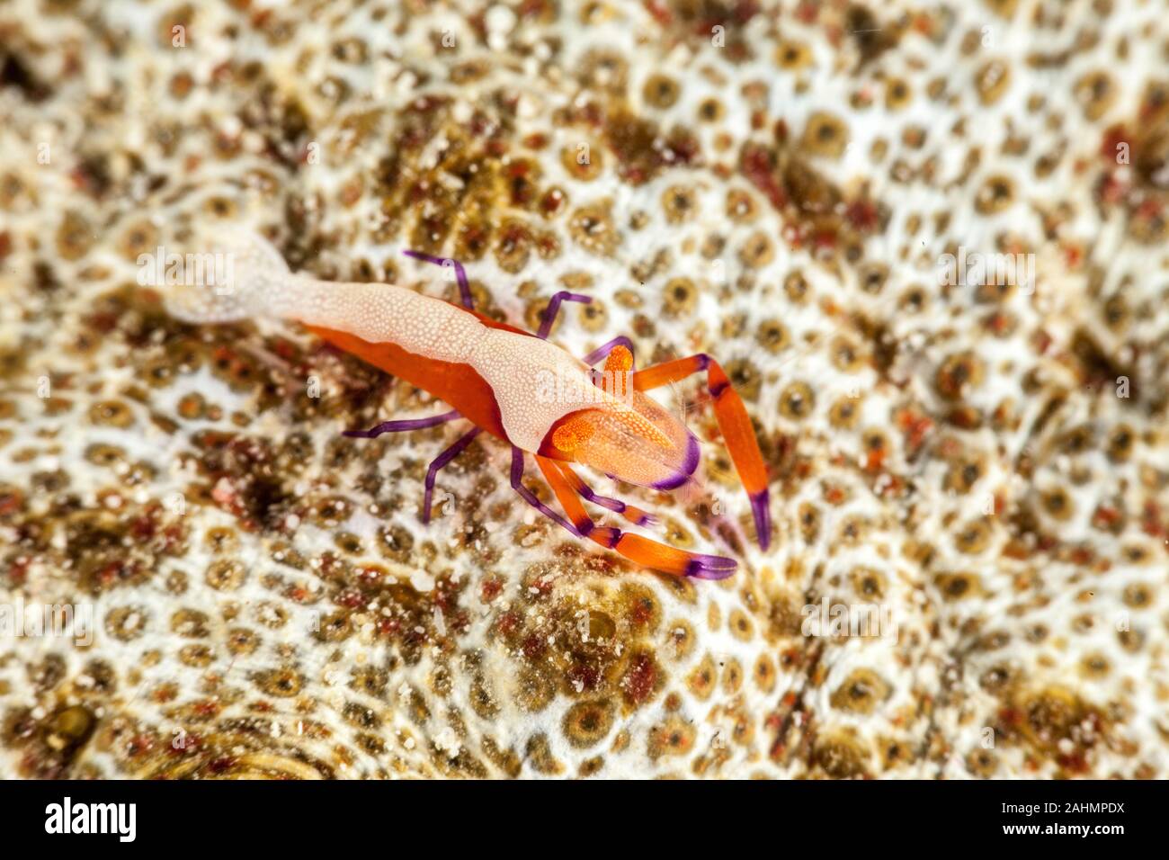 Emperor shrimp, Periclimenes imperator Stock Photo - Alamy