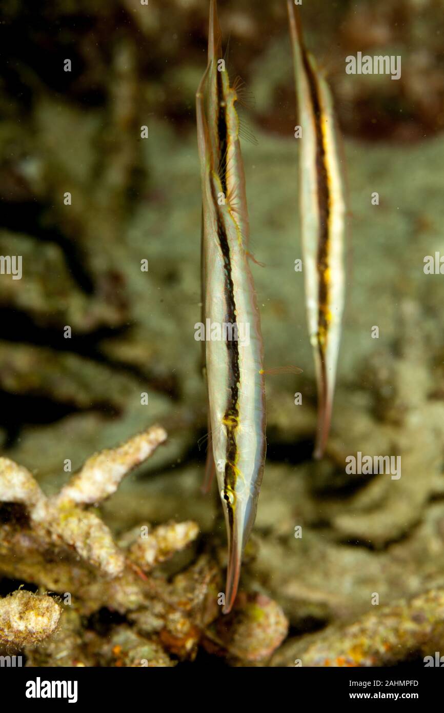Razorfish, Aeoliscus strigatus Stock Photo