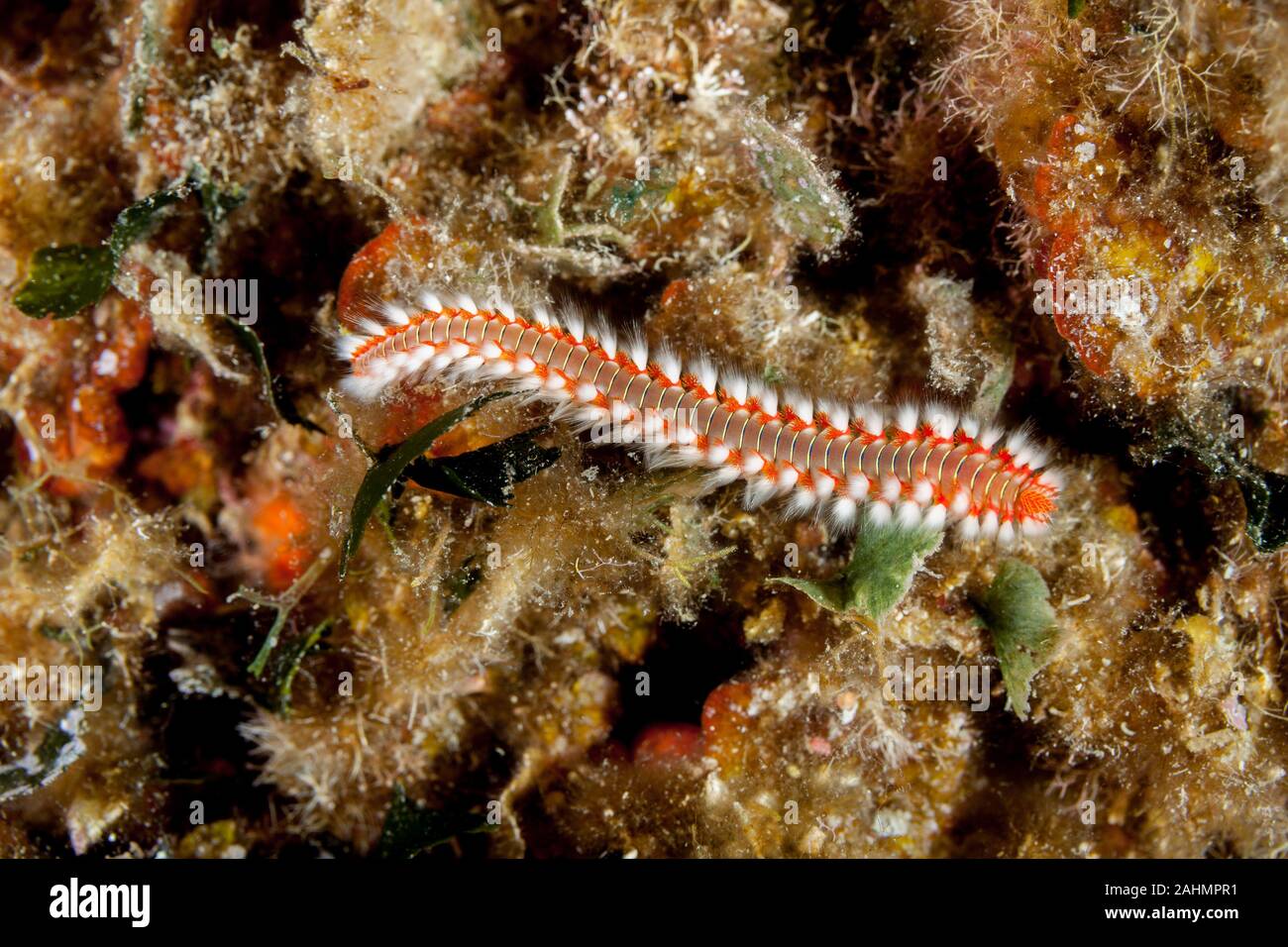 The bearded fireworm (Hermodice carunculata) is a type of marine ...