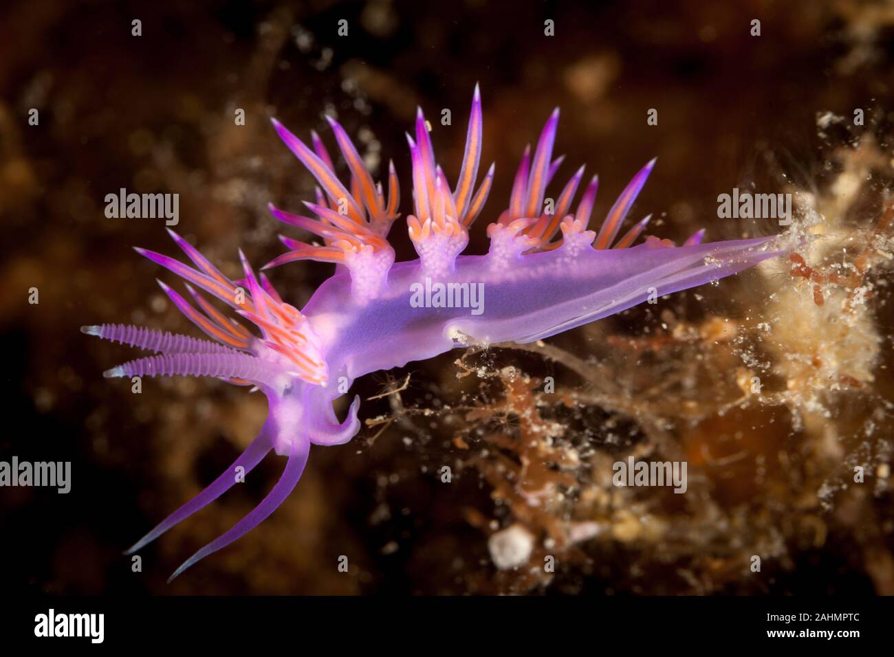 purple sea slug