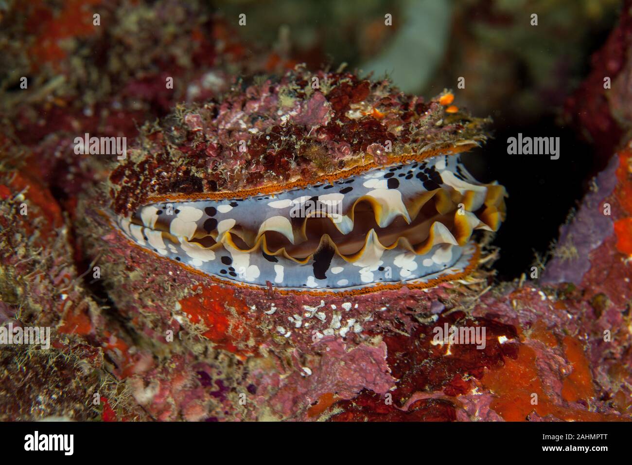 Spondylus varius, is a species of large saltwater clam, a marine