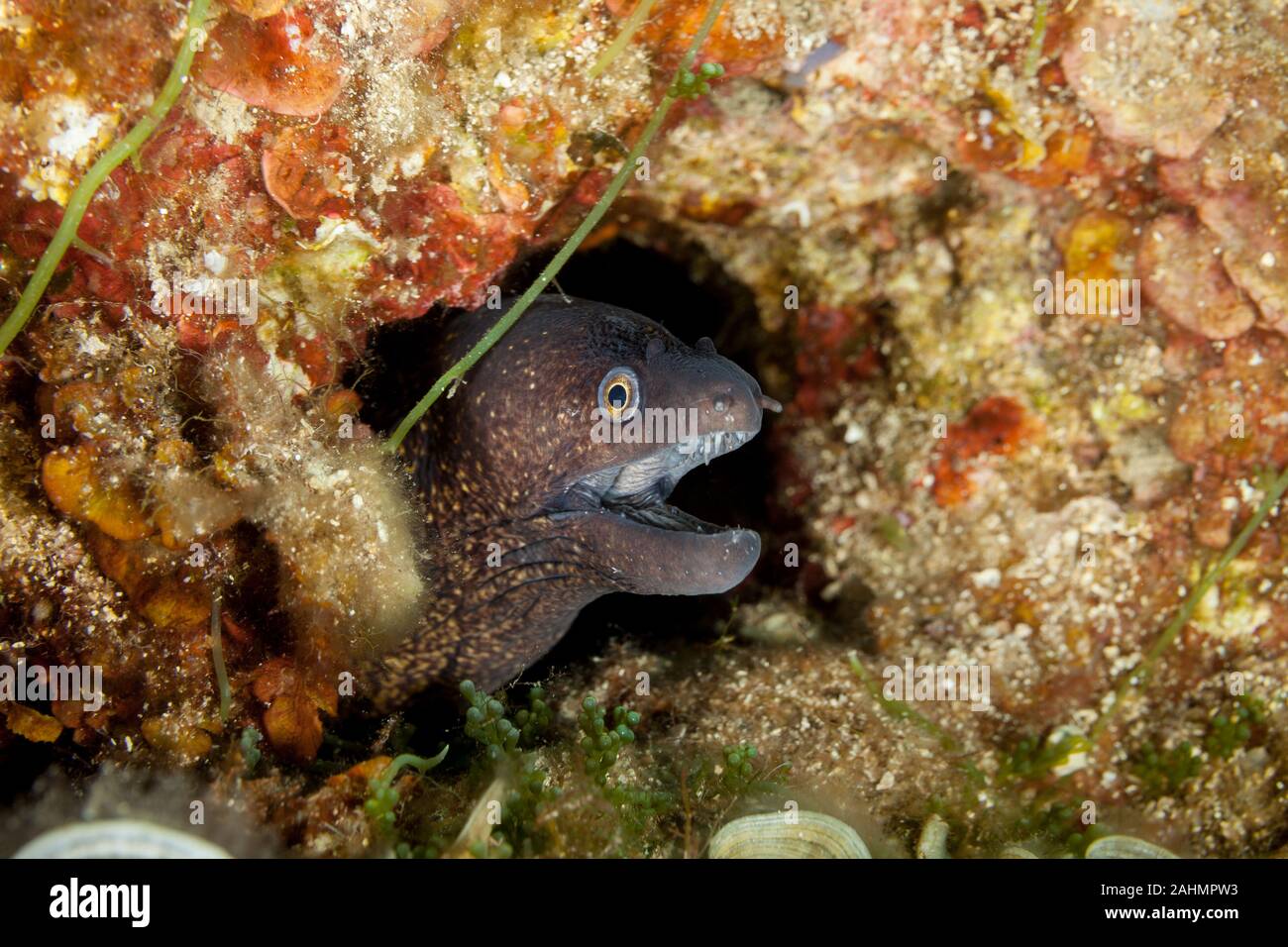 The Mediterranean moray (sometimes also called Roman eel, Muraena