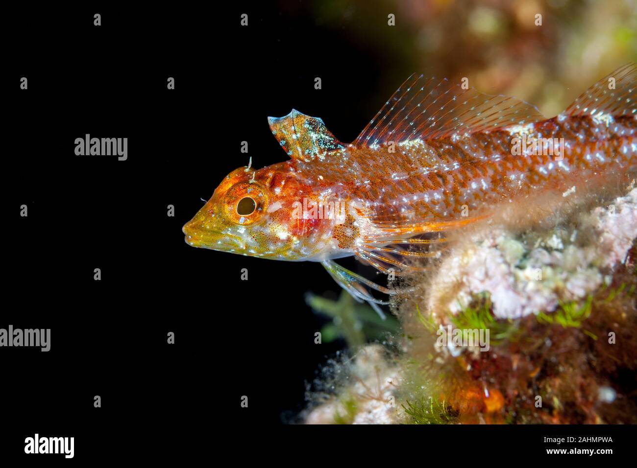 The black-faced blenny (Tripterygion delaisi) is a small benthic fish from the family Tripterygiidae (triplefin-blennies). Stock Photo