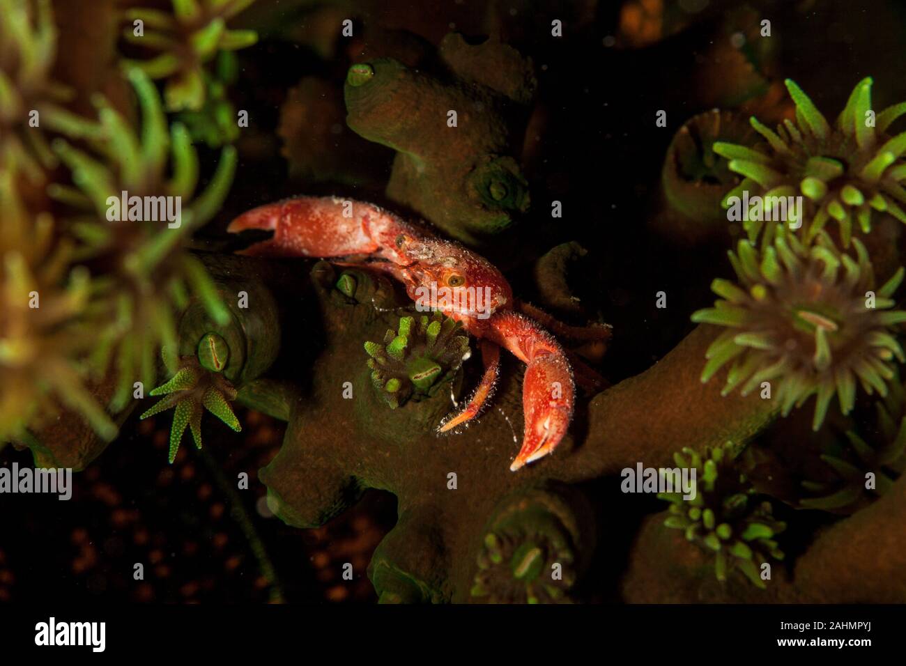 Coral Crab, Tetralia sp. Stock Photo