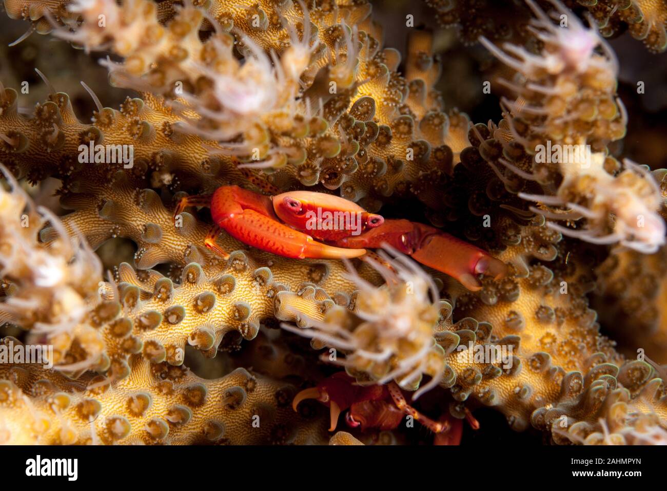 Coral Crab, Tetralia sp. Stock Photo