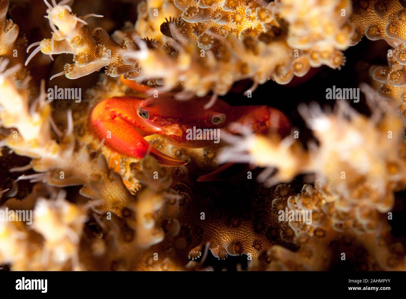 Coral Crab with eggs, Tetralia sp. Stock Photo